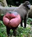dat ass.jpg