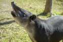 Tapir.jpg
