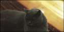 1425254829543.gif