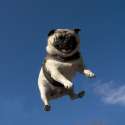 pug.jpg