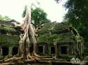 ta-prohm-angkor-cambodia.jpg