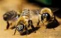 FacesOfBees.jpg
