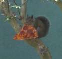 pizzasquirrel.jpg