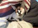 chillcat.jpg