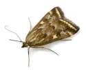 moth3.jpg