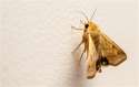moth_2.jpg