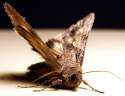 moth4.jpg