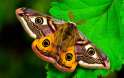 emperorMoth_2574941b.jpg