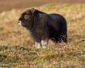 musk-ox-baby-cute-picture.jpg
