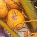 Allah_on_Coconut.jpg