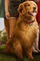 good dog.jpg