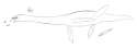 Plesiosaurus.png
