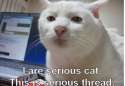 serious%20cat.jpg