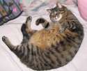 huge pussy.jpg