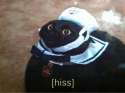 hiss.jpg