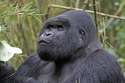 Gorilla4745.jpg