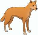 dingo_poster_460_0-1.jpg