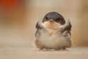 fat borb.png