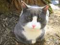 lazy-blue-white-fat-cat-2 russian site.jpg