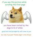 doge_bird_of_shibe.jpg