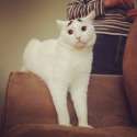 meow11.jpg