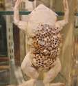 mens-weirdest-phobias-04-holes-04-trypophobia-1.jpg