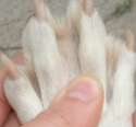 dog toes.jpg