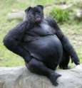 Animal-Mashups-02-634x686.jpg