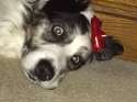 dogger.jpg