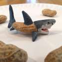 Shark__605.jpg