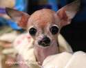 tmp_7007-emma-cleft-chihuahua1465319393.jpg