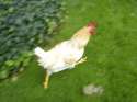 bird eye.jpg