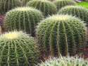 Singapore_Botanic_Gardens_Cactus_Garden_2.jpg