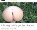 fungi.jpg