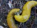 banana 1.jpg