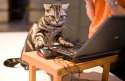 081016-catshow-hmed-12p.grid-6x2.jpg