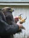 Golden Eagle.jpg