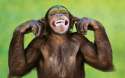 monkey-02.jpg