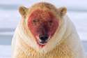 polar-bear.jpg