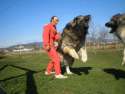 Bear+hunting+dog.jpg