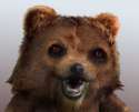 pedobear4.jpg