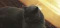 1459798123734.gif