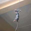 Pdjny8NNTguO8zFl67rV_hanging rat.jpg