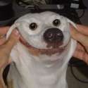 Happy-Dog.jpg