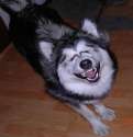 laughingdog.jpg