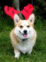 doggo hatimus (436).jpg