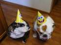 doggo hatimus (230).jpg