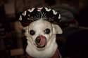 doggo hatimus (815).jpg