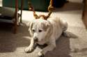 doggo hatimus (516).jpg