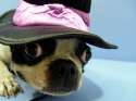 doggo hatimus (385).jpg